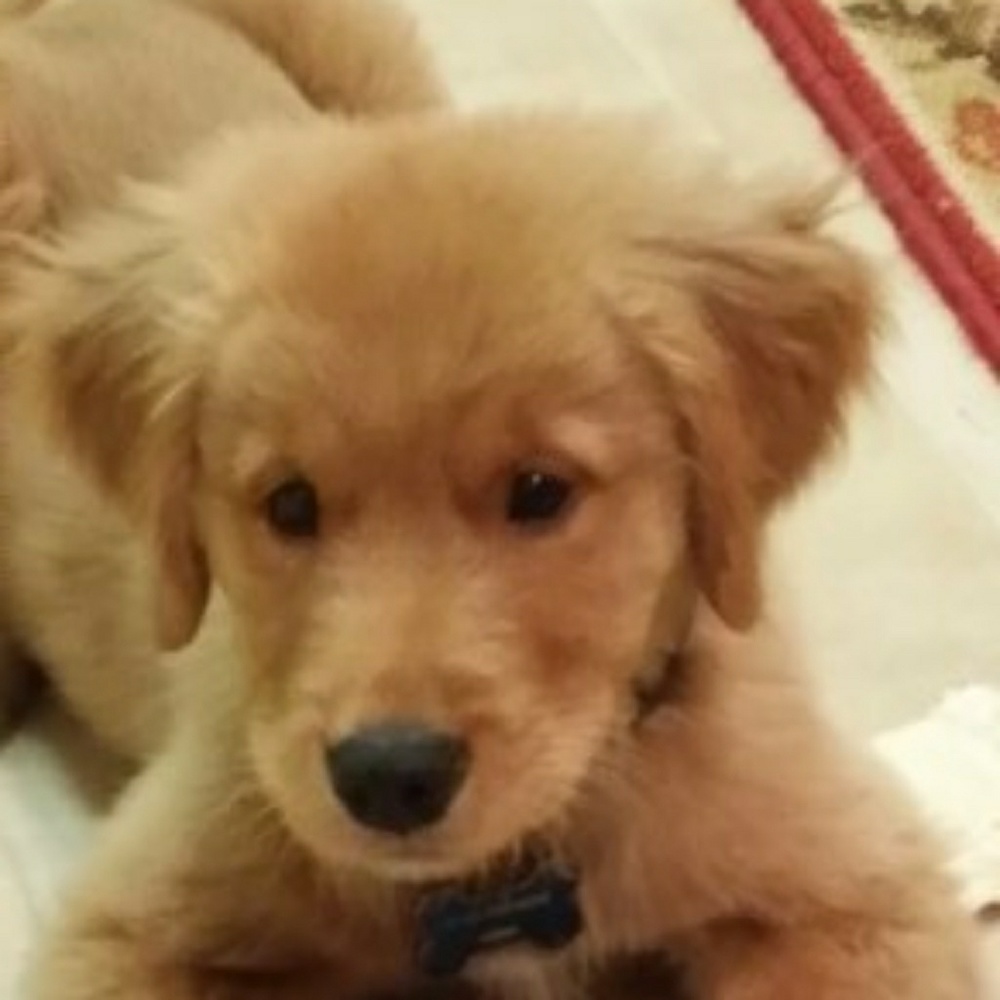 Meet your Posher, Angela